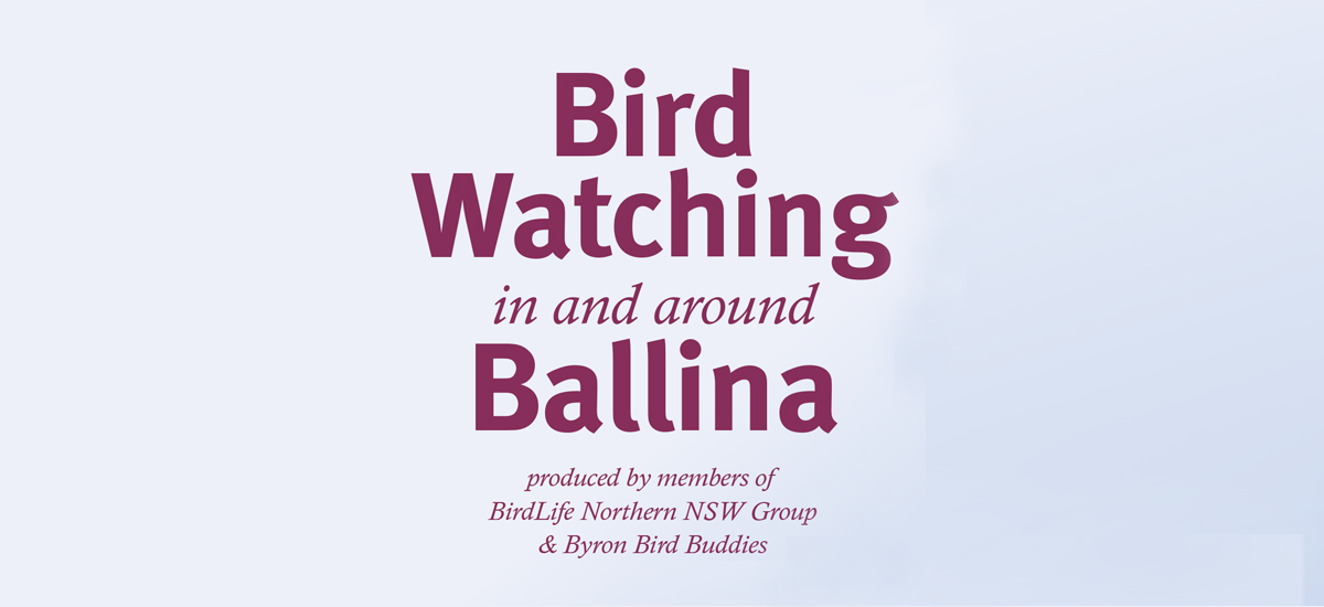 Bird Watching in and around Ballina