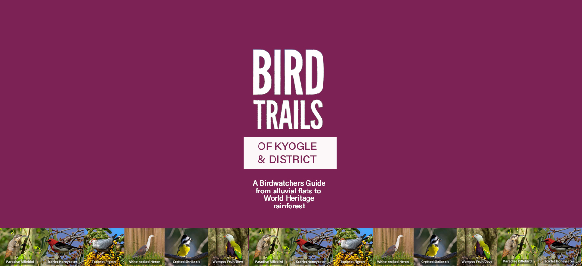 Bird Trails of Kyogle & District